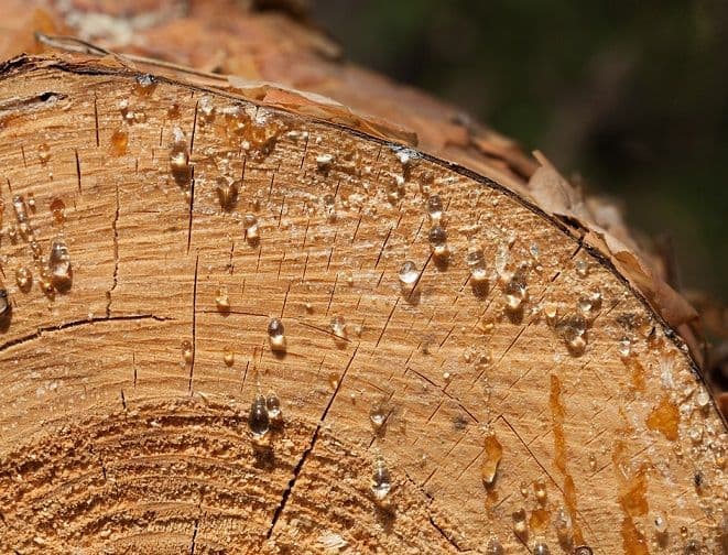 Exudación de resina y pigmentos naturales en maderas