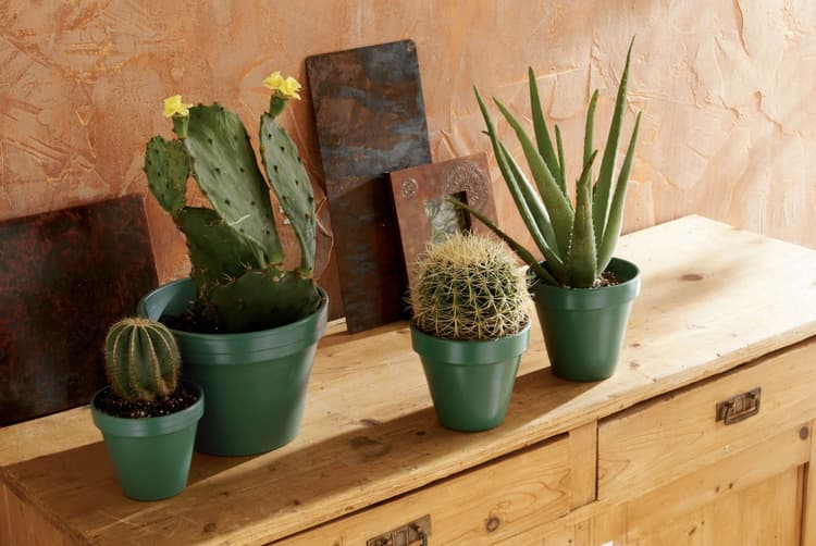 Imagen 5ed3c87264dcc_ptogreenbeauty.jpg