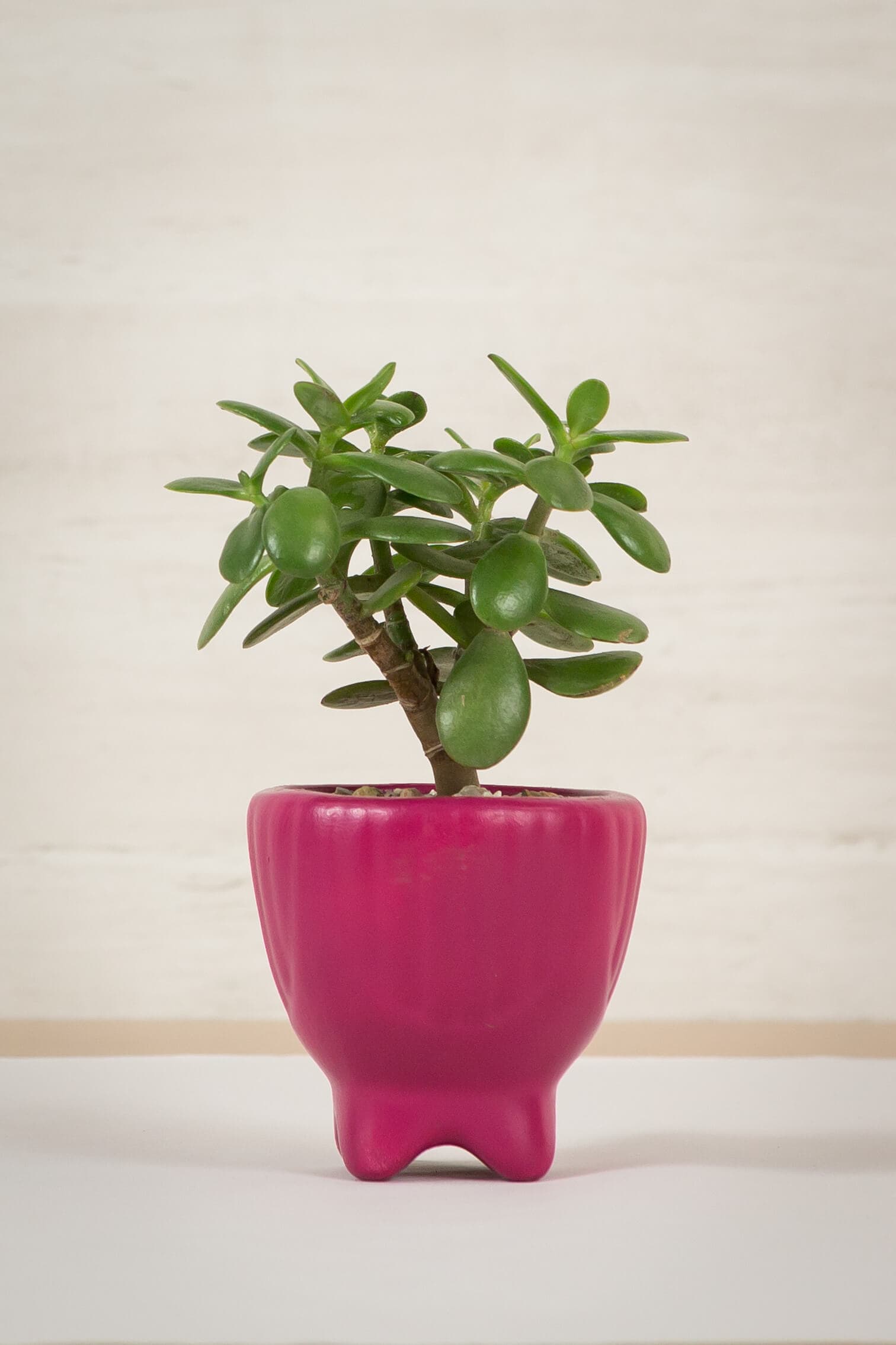 Imagen 5ed3b4e50761e_ceramicadespues.jpg