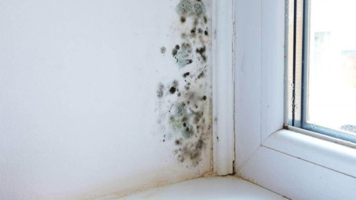 Cómo sacar la humedad de la pared y el techo