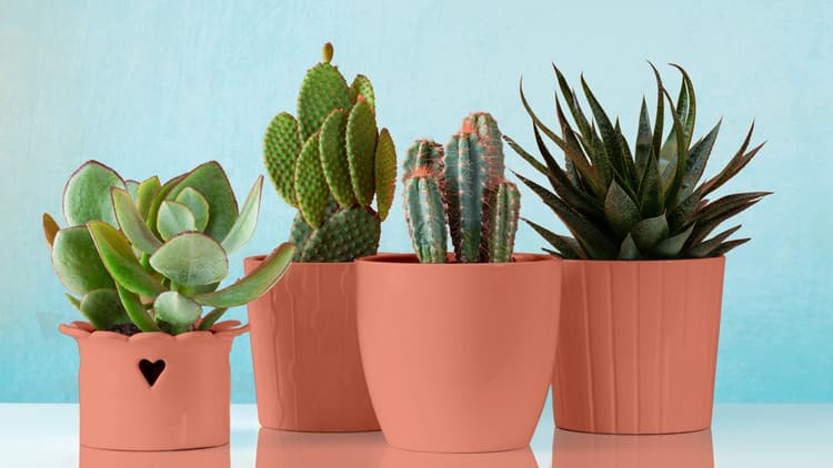 Imagen 5e7e62c94a75a_chalkedsalmonclaro.jpg