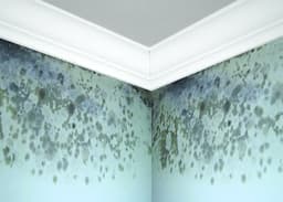 5eb2dbb44b7ee_zinssermoldkilling5a.jpg miniatura