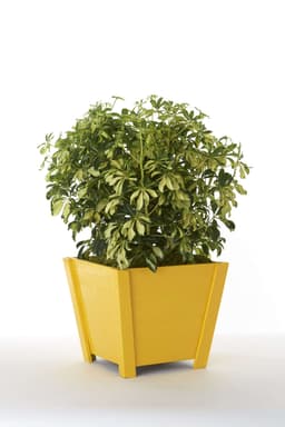 5ed3c59a20427_1015pt2xgoldensunsetsiloprop.jpg miniatura