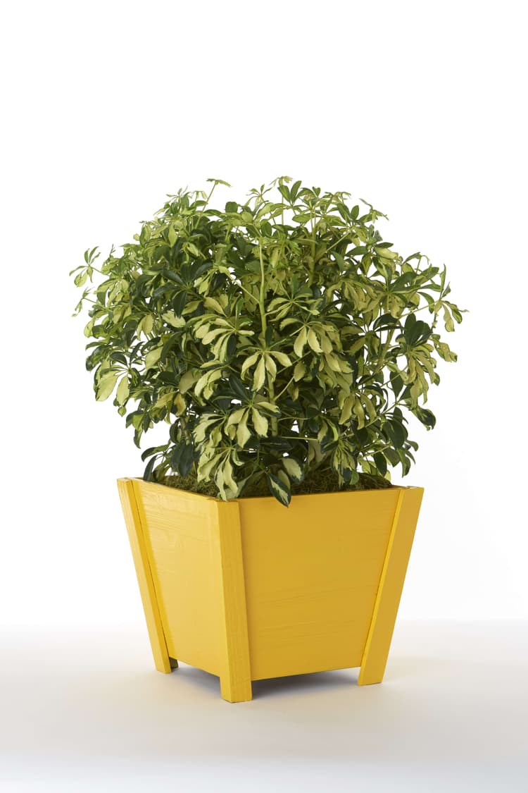 Imagen 5ed3c59a20427_1015pt2xgoldensunsetsiloprop.jpg