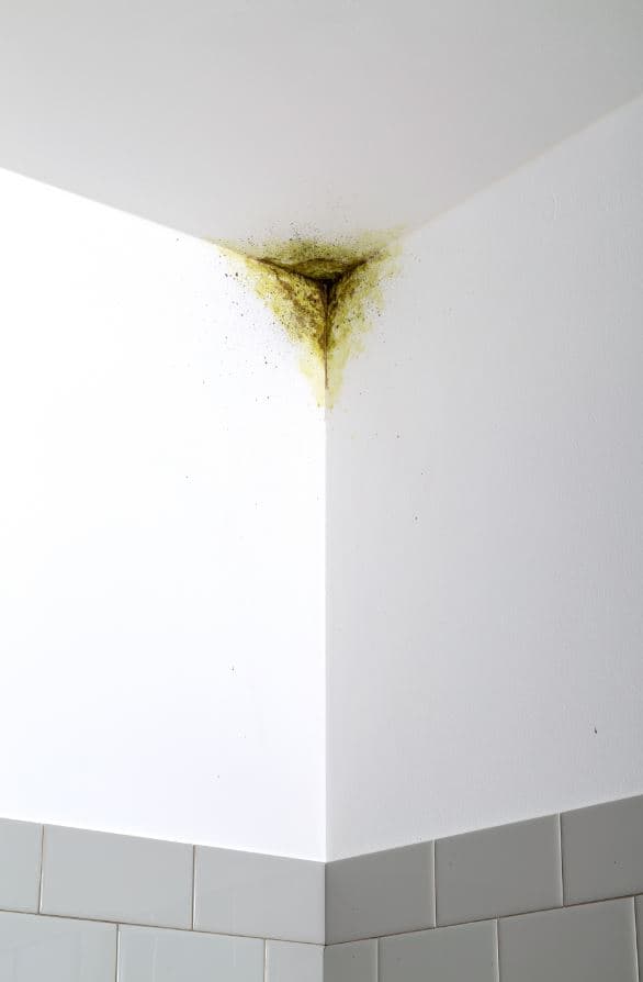 Imagen 5ed44904ba683_s.jpg