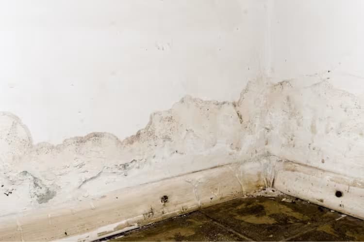 imagen de  ¡Prepárate para la lluvia! Protegé tu casa con pintura antihumedad